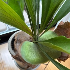 観葉植物/コウモリラン
の画像