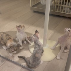 BingoPaw 大型犬用サークル 高さ80 130 特大 の画像