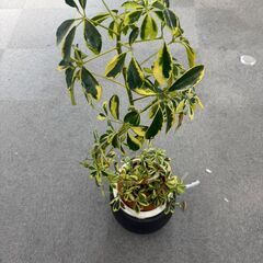 観葉植物の画像