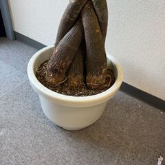 観葉植物の画像