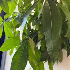 観葉植物の画像