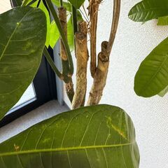 観葉植物の画像