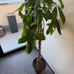 観葉植物の画像