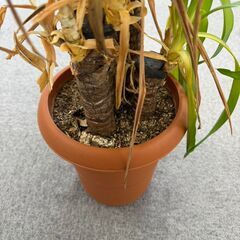 観葉植物の画像