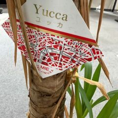 観葉植物の画像