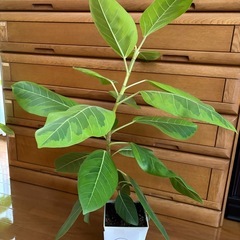 観葉植物　フィカスアルテシマ③の画像
