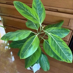 観葉植物　フィカスアルテシマ③の画像