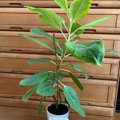 観葉植物　フィカスアルテシマ①の画像