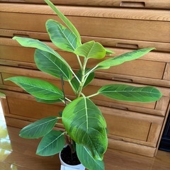 観葉植物　フィカスアルテシマ①の画像