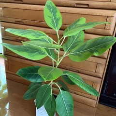 観葉植物　フィカスアルテシマ②の画像
