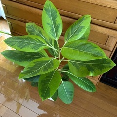 観葉植物　フィカスアルテシマ②の画像