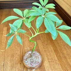 観葉植物　曲がり仕立てのカポックと木製鉢の画像