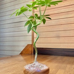 観葉植物　曲がり仕立てのカポックと木製鉢の画像