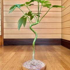 観葉植物　曲がり仕立てのカポックと木製鉢の画像