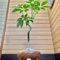 観葉植物　曲がり仕立てのカポックと木製鉢の画像