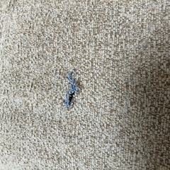 【お譲り先決まりました！】2.5人掛け ソファ　グレーの画像