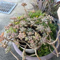 多肉植物の画像