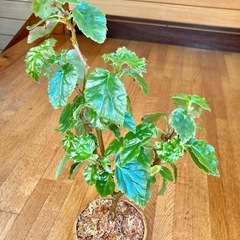 観葉植物　ベゴニアと木製鉢の画像