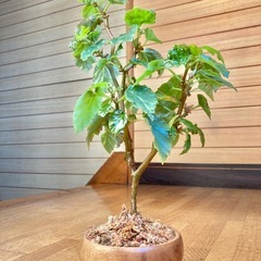 観葉植物　ベゴニアと木製鉢の画像