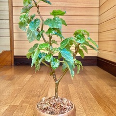 観葉植物　ベゴニアと木製鉢の画像