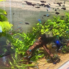 ブラックライヤーテールモーリーの幼魚と稚魚の画像