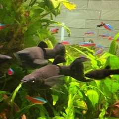 ブラックライヤーテールモーリーの幼魚と稚魚の画像