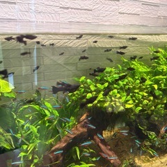 ブラックライヤーテールモーリーの幼魚と稚魚の画像