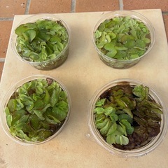 水草Iカップ200円の画像