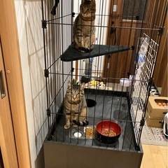 PetAmi  猫ゲージの画像