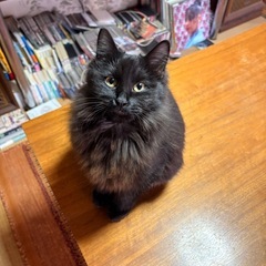 黒猫メス　生後6ヶ月