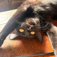 黒猫　オス　6ヶ月