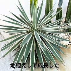 アガベ　ハクセンコウ　子株
の画像