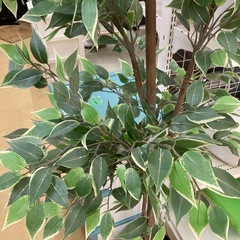 イミテーション　木の画像