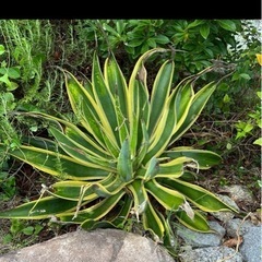 アガベ　アメリカーナ　6ポットの画像