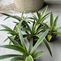 アガベ　アメリカーナ　6ポットの画像