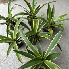 アガベ　アメリカーナ　6ポットの画像