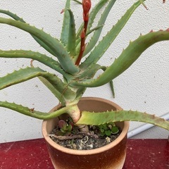 アロエの花（開花前）の画像