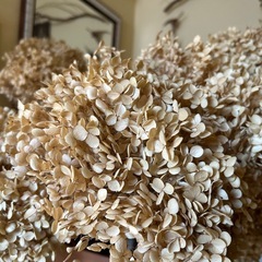 ウォールディスプレイ　木の実　アンティークヴィンテージ什器インテリア雑貨ハンドメイドの画像