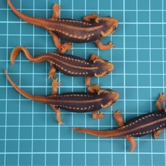 アメイロイボイモリ　2025年CB 幼体3匹セット　訳あり　自家繁殖個体の画像