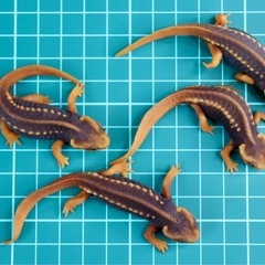 アメイロイボイモリ　2025年CB 幼体3匹セット　訳あり　自家繁殖個体の画像