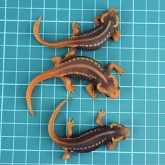 アメイロイボイモリ　2025年CB 幼体3匹セット　訳あり　自家繁殖個体の画像