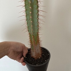 サボテンの画像