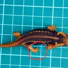 アメイロイボイモリ　2025年CB 幼体3匹セット　訳あり　自家繁殖個体の画像