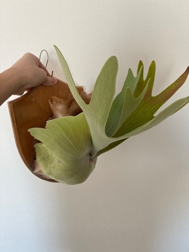 MK ビカクシダ ビカクシダ