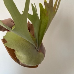 ビカクシダの画像