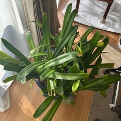 クンシランの画像