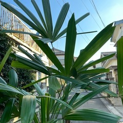 観葉植物　カンノンチク　高さ２０５センチの画像