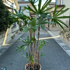 観葉植物　カンノンチク　高さ２０５センチの画像