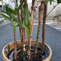 観葉植物　カンノンチク　高さ２０５センチの画像
