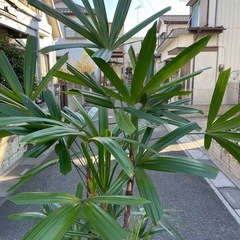 観葉植物　カンノンチク　高さ２０５センチの画像